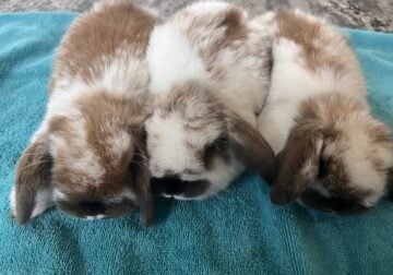 Holland lop bunnies!