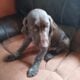 German Short-haired Pointer Puppies