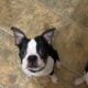 Boston Terrier 2 yrs old