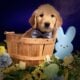 8 week AKC Golden Retriever Puppies