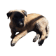 Malinoi puppies