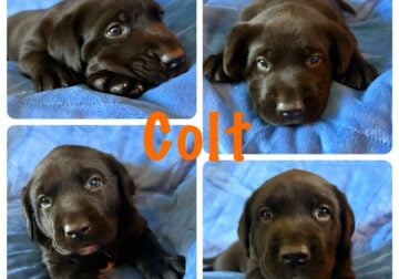 AKC LABRADOR MALE