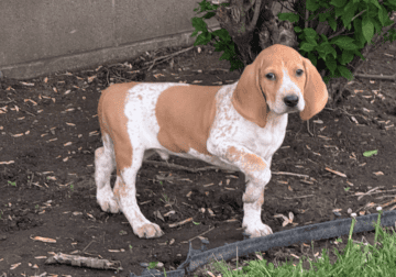 English Coon hound puppies