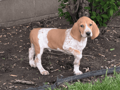 English Coon hound puppies