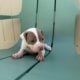 Healthy & Loving Pitbull Puppies!