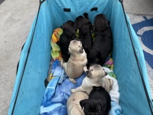 Full Bread Pug