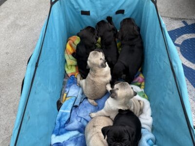 Full Bread Pug