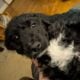 Golden Doodles F1 Standard