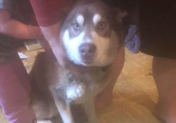 FREE 1` year old male husky