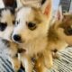Husky Sale