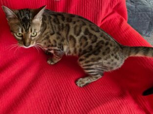 BENGAL CAT EUROPEAN BLOODLINES!