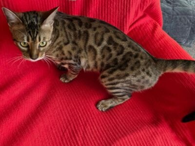 BENGAL CAT EUROPEAN BLOODLINES!