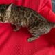 BENGAL CAT EUROPEAN BLOODLINES!