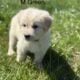 Great Pyrenees/Golden retriever puppies