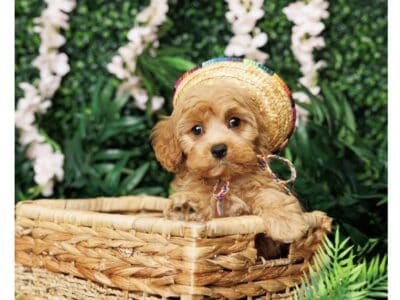 Cavapoo for sale