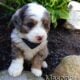 Mini Bernedoodle Mason