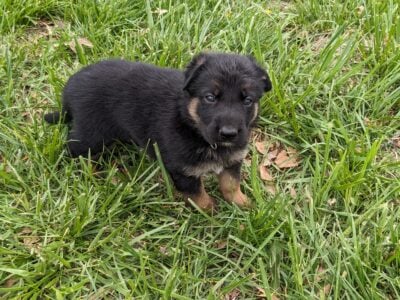 Tank/Black Male