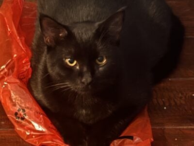 Black Kitten (approx. 7/8 months)