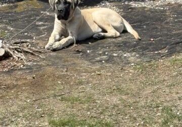 English mastiff