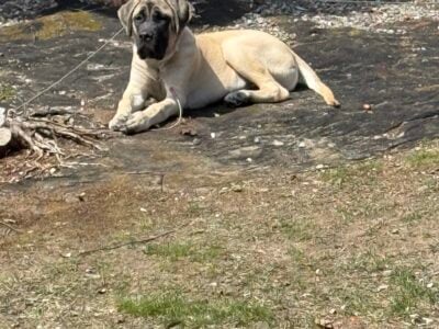 English mastiff