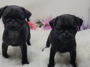 Registered Pug Puppies