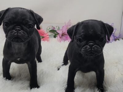 Registered Pug Puppies