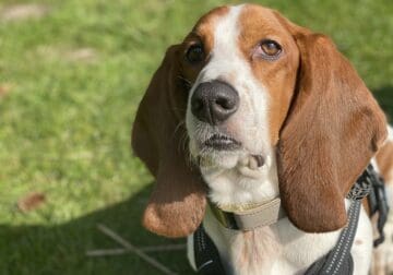 Basset Hound need a new home