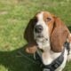 Basset Hound needs a good home