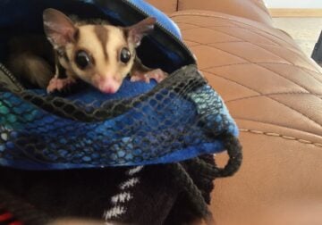 **Sugar Gliders**
