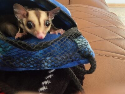 **Sugar Gliders**