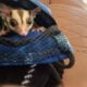 **Sugar Gliders**