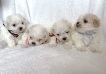 Adorable malshih puppies