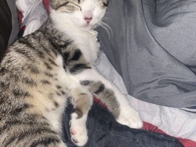 Kittens