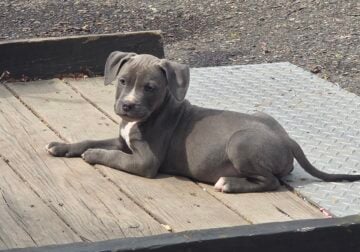 Xl bully puppies