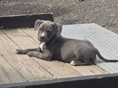 Xl bully puppies