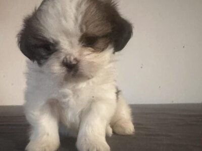 Shih Tzu