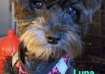 Luna Female Yorkiepoo for Sale