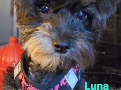 Luna Female Yorkiepoo for Sale