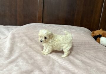 Maltipoo puppies