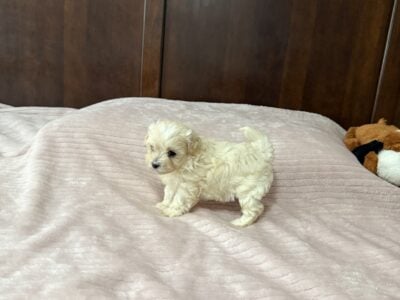 Maltipoo puppies