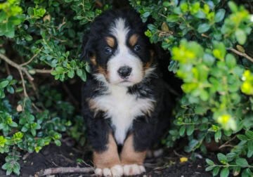 Ezekiel – AKC Bernese Mountain Dog Puppy