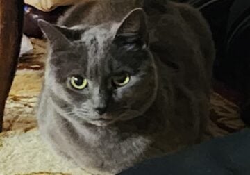 Grey Cat