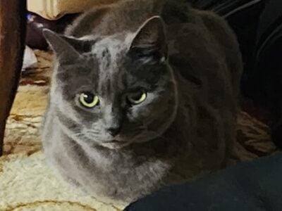 Grey Cat