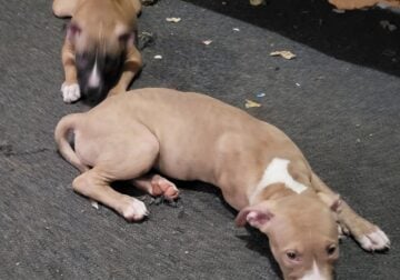 2 4 month old girls