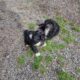 Maltipoo puppies