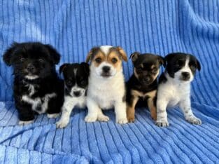 Chorkie puppies