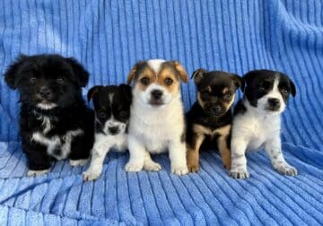 Chorkie puppies
