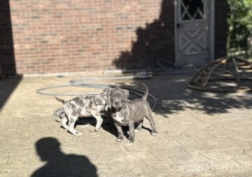 XL Bully ABKC Registered Blue Male