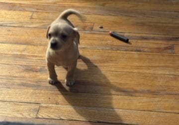 Adorable chihuahua puppies