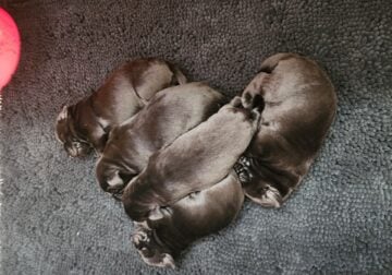Black Lab Puppies
